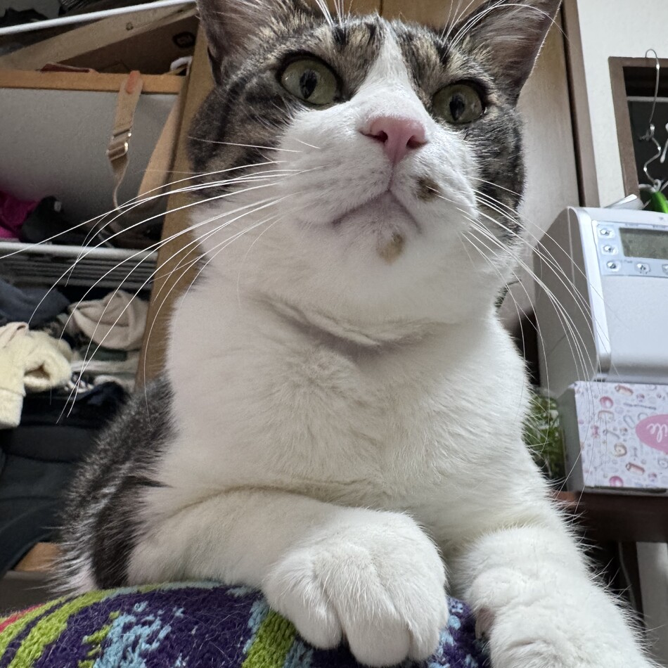 しまのカバー写真