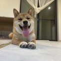 ごんちゃん