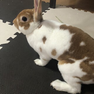 緊急で可愛がってくれる方を探しています