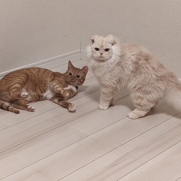 ちゃちゃの写真