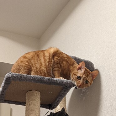 ちゃちゃの写真