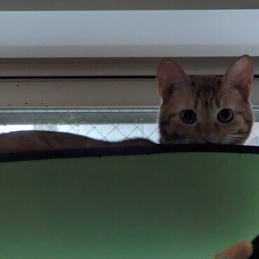 ちゃちゃの写真