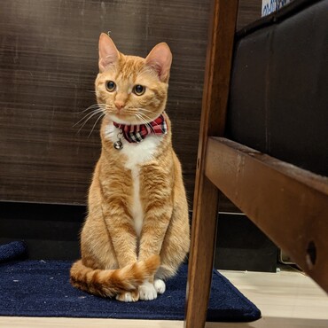 ちゃちゃの写真