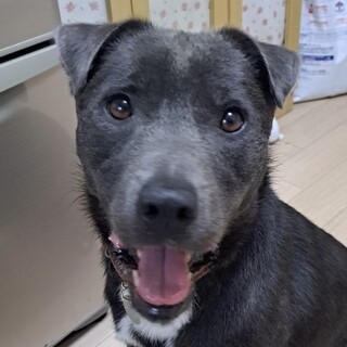 とてもパワフルで元気いっぱいのスタッフィーの男の子