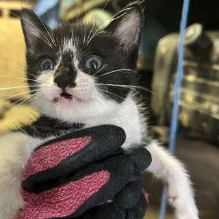 黒白こねこ  里親決まりました