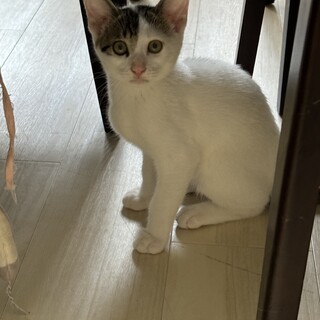 子猫ちゃんのずっとのお家募集中