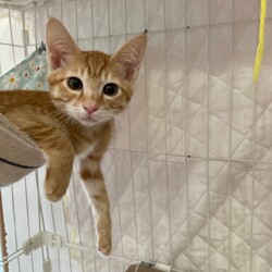 七夕　広島県動物愛護センター譲渡会 サムネイル2