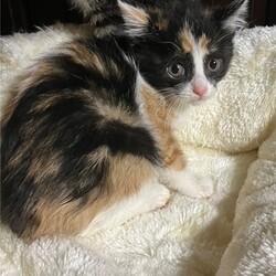 七夕　広島県動物愛護センター譲渡会 サムネイル3