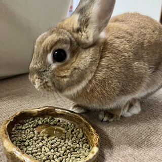 ネザーランドドワーフの大人しい女の子です