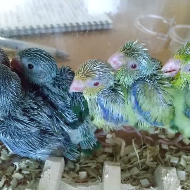 まめちゃんパパのカバー写真