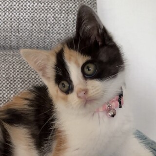 元気いっぱい無邪気な三毛ちゃん