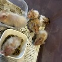 生後１ヶ月のハムスター 