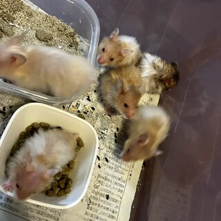 生後１ヶ月のハムスター 