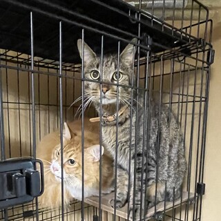 気がつけば、膝の上猫君、人大好き????