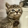 甘えん坊でキラキラお目目のミノ君 サムネイル4