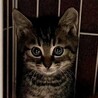 甘えん坊でキラキラお目目のミノ君 サムネイル5