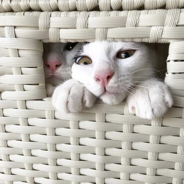 いたずら