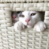いたずら