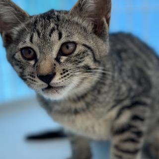 3ヶ月　男の子2匹　女の子2匹　合計4匹