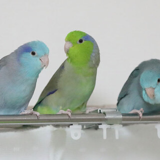 我が家生まれのマメちゃん達