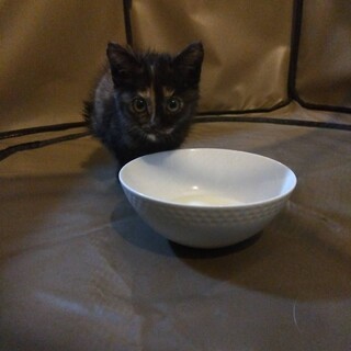 散歩途中でいた子猫を拾いました。