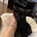 可愛い丸顔黒猫2ヶ月