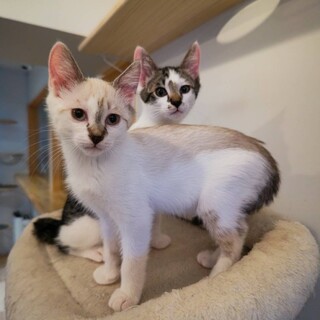 シャムミックス