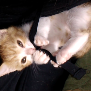 少し生意気で可愛い茶白ちゃん