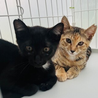 3ヶ月　男の子2匹　女の子2匹　合計4匹