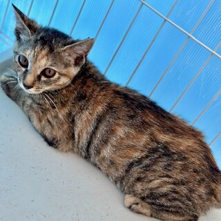 3ヶ月　男の子2匹　女の子2匹　合計4匹