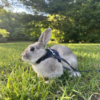 生後半年の子うさぎ^_^