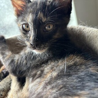 甘えん坊　ももちゃん