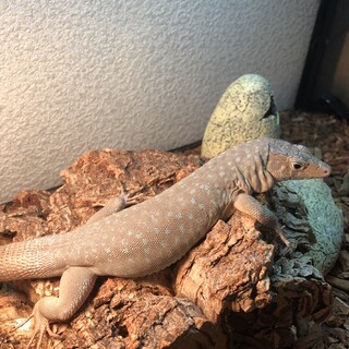 ジャヤカーオマーンカナヘビのメス