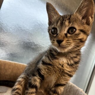 甘えん坊　ななちゃん