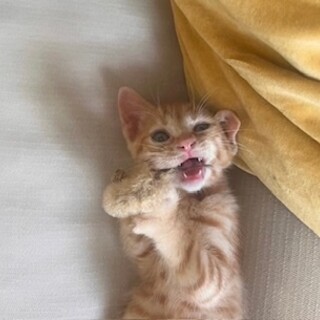 おっとり可愛い茶トラ子猫のイト！