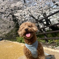 チャイ
