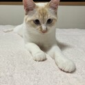 雪ちゃん　メス　1歳1ヶ月✨