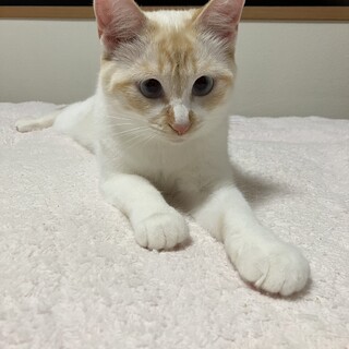 雪ちゃん　メス　1歳1ヶ月✨