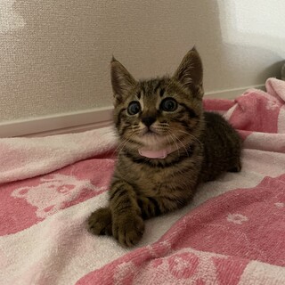 甘えん坊でモデル子猫のような可愛さのとらきちくん！