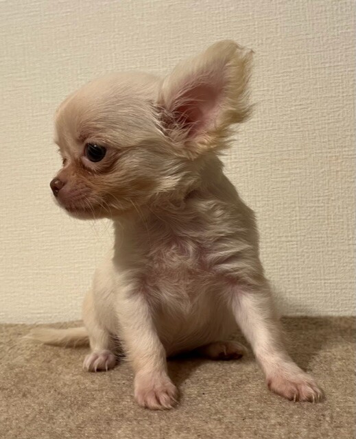 大福君交渉中」愛媛県 - 犬の里親募集(493031) 3枚目の画像 :: ペット  