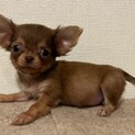 まめちゃん交渉中