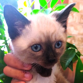 クール美男子『キャラ』