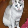 ラグドール系？　ブルーアイの涼香ちゃん♪ サムネイル3