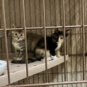 生後2ヶ月　メス　キジトラと三毛猫ちゃん☺️