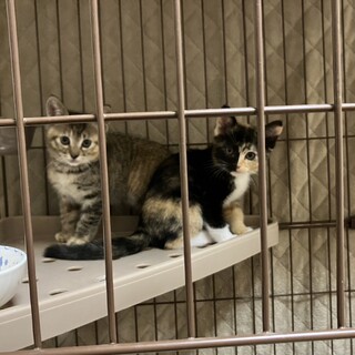 生後2ヶ月　メス　キジトラと三毛猫ちゃん☺️