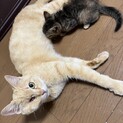 茶トラ　メス　と　キジの子猫　生後2ヶ月☺️