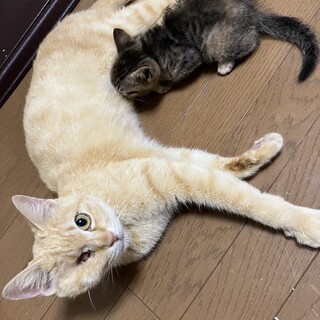 茶トラ　メス　と　キジの子猫　生後2ヶ月☺️