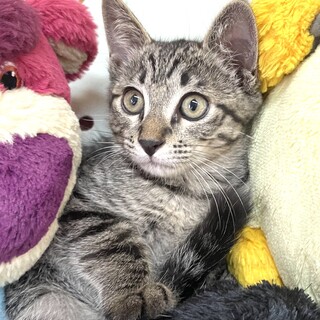 【里親様決まりました】サバトラの男の子