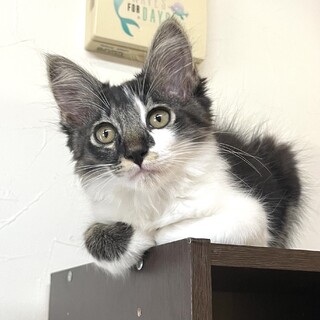 【お見合い予定あり】黒縞×白 長毛の男の子