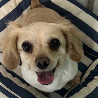 緊急里親様募集